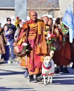 Aloka the Peace Dog: From Indian Streets to a 2300-Mile Walk for Humanity