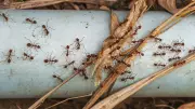 Ants' Evolutionary Secret: Less Armour, More Numbers Fuels Colony Success