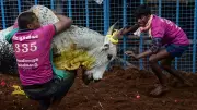 Assam Moves to Legalize Traditional Buffalo Fights on November 25