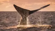 Atlantic's Rare Whale Population Shows Remarkable Recovery - Hope for Endangered Species