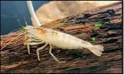 Bamboo Shrimp Rediscovered in Karnataka After 70-Year Vanishing Act