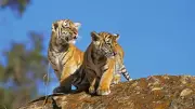 Bannerghatta Biological Park Welcomes Two Adorable Tiger Cubs in Bengaluru