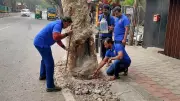 Bengaluru Citizens Fight to Save Trees Suffocated by Concrete
