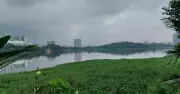 Beyond Hyacinth: Multiple Invasive Weeds Choke Mumbai's Powai Lake