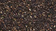 Black Rice: The Forbidden Superfood You Need in Your Diet Now!