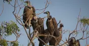 BNHS to Reintroduce Slender-billed & White-rumped Vultures in Assam by Jan 2026