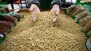 China Commits to Massive US Soybean Imports: 25 Million Metric Tons Annually in Strategic Trade Move