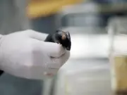 China's Space Mission Returns 4 Mice After 36-Day Life Science Experiment