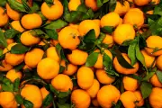 Darjeeling Mandarin Orange Gets GI Tag: A Boost for Hill Farmers
