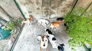 Delhi Identifies 292 Official Stray Dog Feeding Spots Across 12 Zones | New Policy
