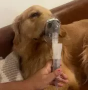 Delhi's Toxic Air Forces Golden Retriever on Nebuliser Treatment