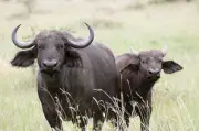 DNA Test Solves Buffalo Ownership Dispute in Rajasthan's Nagaur