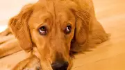 Dog Side Eye Meaning: 6 Reasons Why Your Dog Gives You That Look