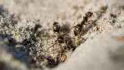 Dying Ants Send Chemical Alarm to Save Colony, Reveals ISTA Study