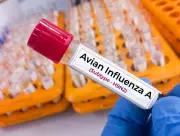 France Sounds High Alert! Bird Flu Crisis Escalates With New Outbreaks - What You Need to Know