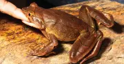 Frog Defence Secrets Revealed: Indian Study Discovers Two Distinct Survival Strategies