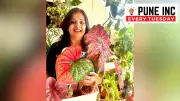 From Thailand to Pune: How One Plant Lover's Passion for Caladiums Blossomed into a Thriving Business