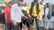 GADVASU Receives Elite Murrah Calf Gift from Haryana Farmer to Boost Genetics