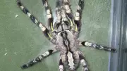 Giant Arachnids of India: Meet the 7 Largest Spider Species Roaming the Subcontinent