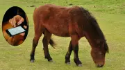 GPS Collars on Dartmoor Ponies: UK's National Trust Uses Tech to Protect Endangered Breed