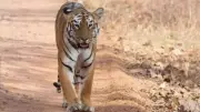 Gujarat Reclaims 'Tiger State' Title After 33 Years, NTCA Confirms Big Cat's Return
