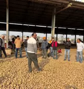 Haryana Potato Farmers Face Price Crash, Fear Rs 100 Crore Loss