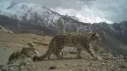 Himachal Pradesh Reveals 83 Snow Leopards in First-Ever Scientific Census