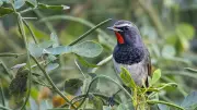 Himalayan Rubythroat's Rare Bengaluru Sighting Sparks Excitement