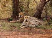 India & Botswana Sign Historic Cheetah Translocation Pact
