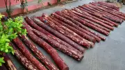India Approves Rs 2 Crore Plan to Grow 1 Lakh Red Sanders Seedlings
