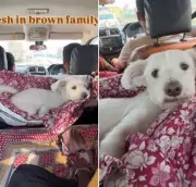Indian Family's Genius Car Hack for Stray Dogs Goes Viral