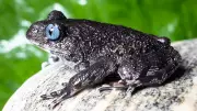 Indian Scientists Discover Two New Frog Species in Arunachal Pradesh