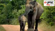 India's Elephant Conservation Strategy: How UPSC Aspirants Can Connect Environment & Governance