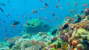 India's First Coral Reef Research Centre to be Established in Andaman