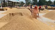 Karnal Paddy Scandal: Millers Got 1.5 Lakh MT Beyond Capacity