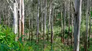 Karnataka Forest Conservation Fails Without Local Communities, Say Experts