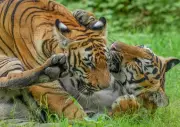 Karnataka Launches 2024 Tiger Census Across Forest Ranges