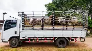 Karnataka Police Open Fire on Alleged Cattle Smuggler in Puttur | Fresh Case Registered