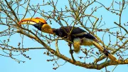 Karnataka's Dandeli Hosts Two-Day Hornbill Festival from Jan 16