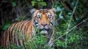 Karnataka's Nagarahole & Bandipur Safaris Shut After Tiger Attack: When Will They Reopen?