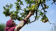 Kashmir Apple Farmers Face Severe Health Risks from Pesticide Exposure