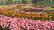 Kashmir's First-Ever Chrysanthemum Garden Blooms into a Spectacular Tourist Attraction