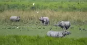 Kaziranga Expands Beyond Rhinos, Showcases Diverse Wildlife