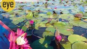 Kerala's Malarikkal Transforms Into Pink Paradise! Water Lilies Paint Paddy Fields in Mesmerizing Hues