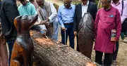 Lalbagh's Fallen Trees Reborn as Art: 48 Experts Lead 15-Day Wood Carving Workshop