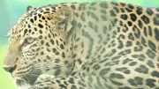 Leopard Attack in Gujarat Kills 9-Year-Old, Forest Dept Issues Safety Advisory