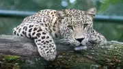 Leopard Attack in Karnataka: Child Dragged Away in Tarikere