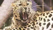 Leopard on the Prowl: Big Cat Attack in Delhi's Jagatpur Village Sparks Human Fear