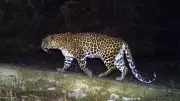 Leopard Rescued from Nagpur Building, Fate Uncertain