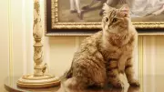 Lilibet: The Siberian Cat Living a 5-Star Life in a London Hotel